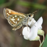 Draco Skipper - Polites draco