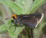 Orange-headed Roadside-Skipper - Amblyscirtes phylace