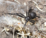 Western Black Widow -  Latrodectus hesperus