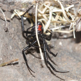 Western Black Widow -  Latrodectus hesperus