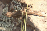Plateau Fence Lizard - Sceloporus tristichus