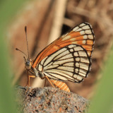 Fulvia Checkerspot - Chlosyne fulvia