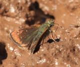 Russet Skipperling - Piruna pirus