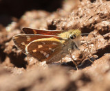 Pahaska Skipper - Hesperia pahaska