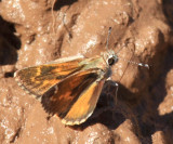 Cassus Roadside-Skipper - Amblyscirtes cassus