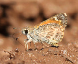 Cassus Roadside-Skipper - Amblyscirtes cassus