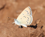 Silvery Blue - Glaucopsyche lygdamus
