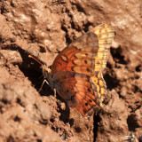 Variegated Fritillary - Euptoieta claudia