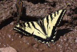 Western Tiger Swallowtail - Papilio rutulus