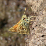 Draco Skipper - Polites draco