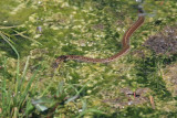 Western Terrestrial Garter Snake - Thamnophis elegans