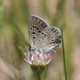 Rustic Arctic Blue - Plebejus glandon rustica