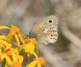 Common Ringlet - Coenonympha tullia