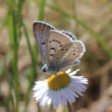 Arctic Blue - Plebejus glandon