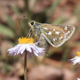 Nevada Skipper - Hesperia nevada