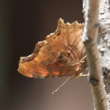 Satyr Comma - Polygonia satyrus