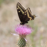 male Bairds Old World Swallowtail - Papilio machaon bairdii