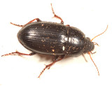 Amara rectangula ciudadensis