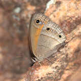 Red Satyr - Megisto rubricata