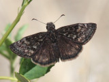 Meridian Duskywing - Erynnis meridianus