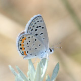 Acmon Blue - Plebejus acmon