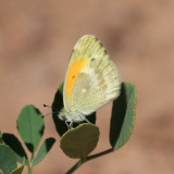 Dainty Sulphur - Nathalis iole