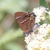 Thicket Hairstreak - Callophrys spinetorum