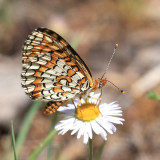 Arachne Checkerspot - Poladryas arachne