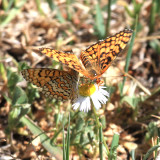 Arachne Checkerspot - Poladryas arachne