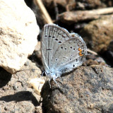 Western Tailed-Blue - Cupido amyntula