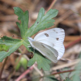 Checkered White - Pontia protodice