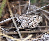 Riding's Satyr - Neominois ridingsii