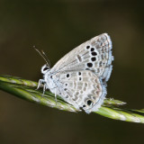 Reakirts Blue - Echinargus isola