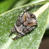 Araneus mammatus