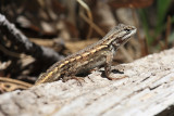 Plateau Fence Lizard - Sceloporus tristichus