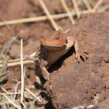 Greater Short-horned Lizard - Phrynosoma hernandesi
