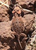 Greater Short-horned Lizard - Phrynosoma hernandesi