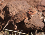 Greater Short-horned Lizard - Phrynosoma hernandesi