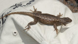 Southwestern Fence Lizard - Sceloporus cowlesi