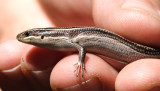 Many-lined Skink - Eumeces multivirgatus