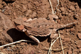 Greater Short-horned Lizard - Phrynosoma hernandesi