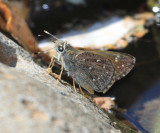 Large Roadside-Skipper - Amblyscirtes exoteria