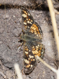 Field Crescent - Phyciodes pulchella