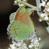 Canyon Bramble Hairstreak - Callophrys dumetorum apama