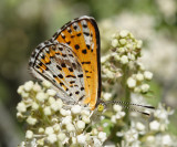 Nais Metalmark - Apodemia nais