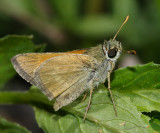 Tawny-edged Skipper - Polites themistocles