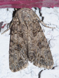 10223 - The Nutmeg - Discestra trifolii