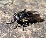 Wood Rat Bot Fly - Cuterebra austeni
