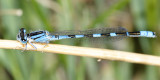 Tule Bluet - Enallagma carunculatum