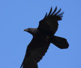 Common Raven - Corvus corax